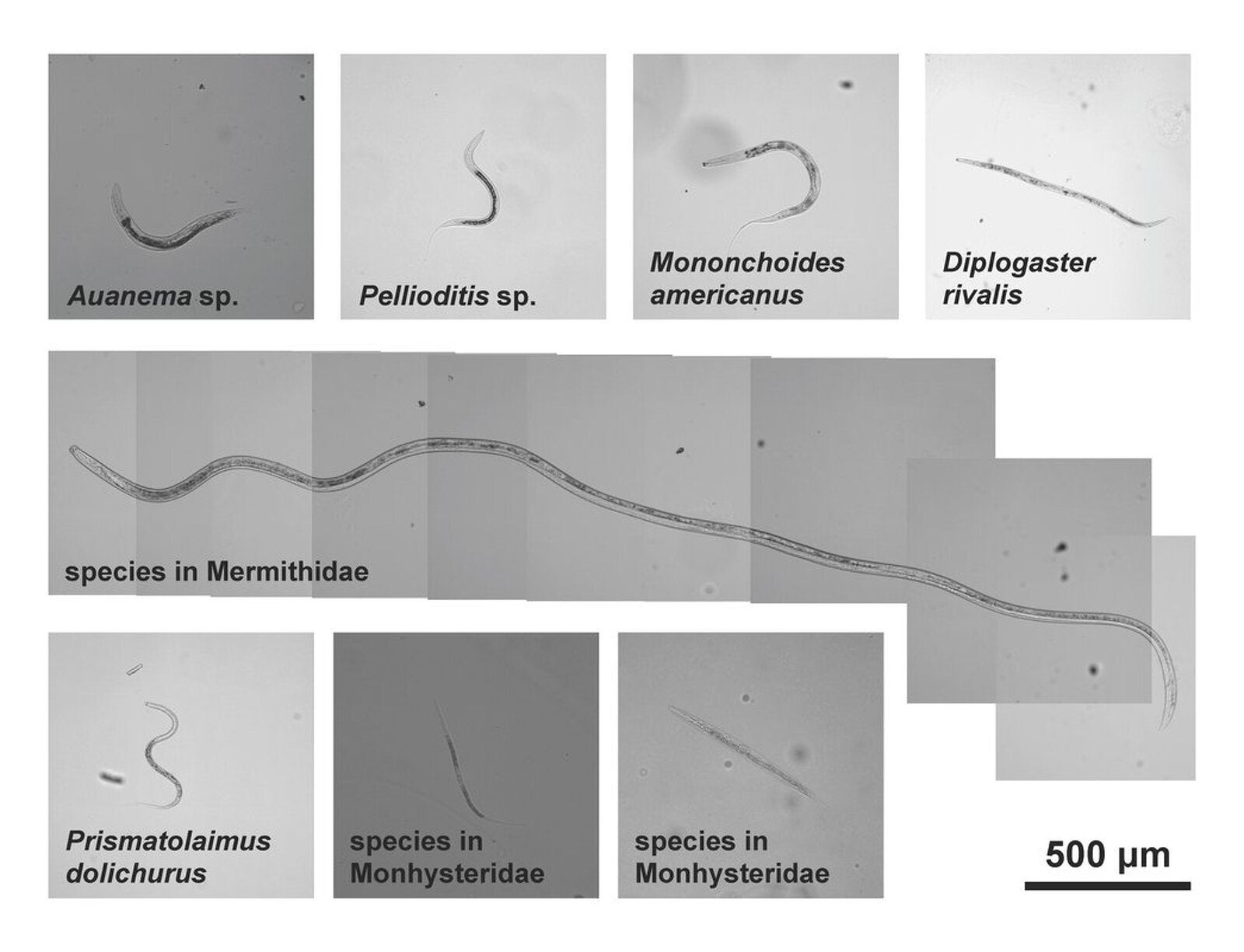 Les espècies de nematodes descobertes pels científics