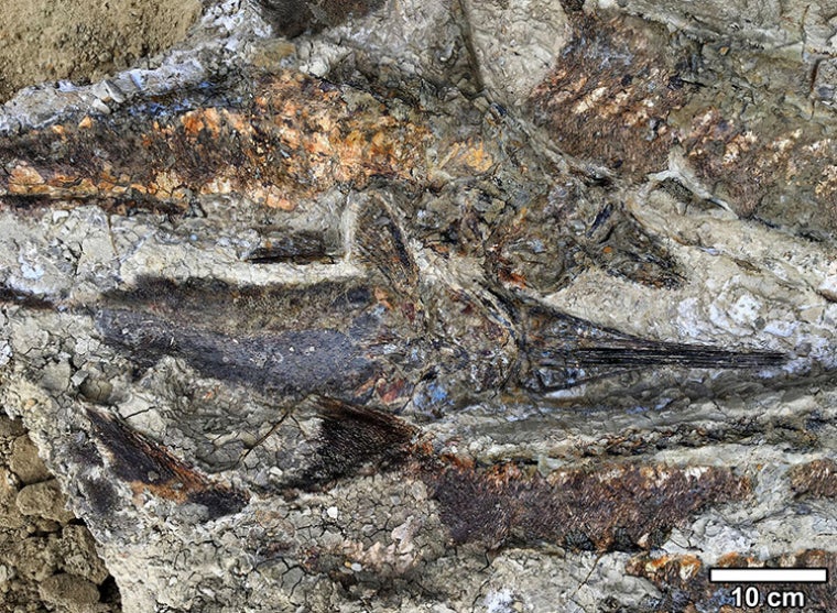 Aquestes restes de peixos fossilitzats semblen indicar que, quan les aigües es van retirar, van morir a terra | Robert DePalma