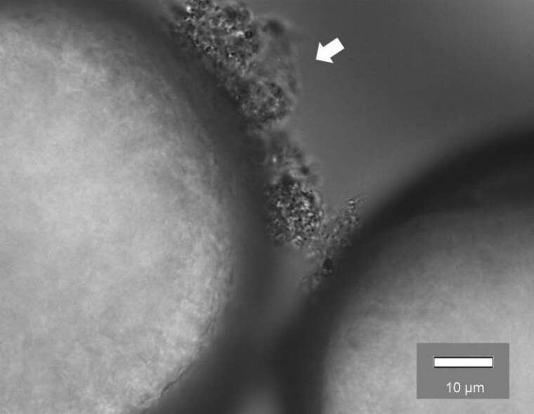 Biofilm alrededor de partículas de polietileno | Instituto de Tecnología de New Jersey