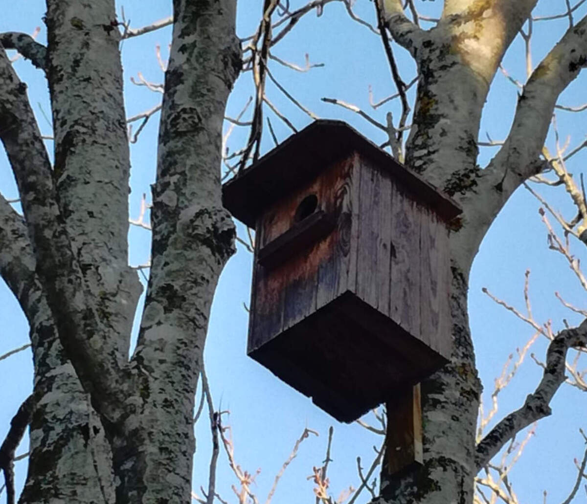 Caixa niu de mussol comú | ACN