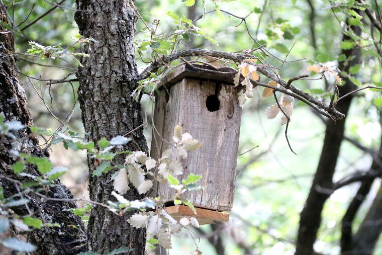 Caja nido para aves (foto de archivo) | ACN