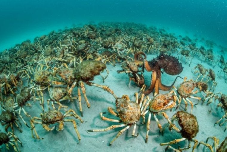 Cangrejos | JUSTIN GILLIGAN/WPY
