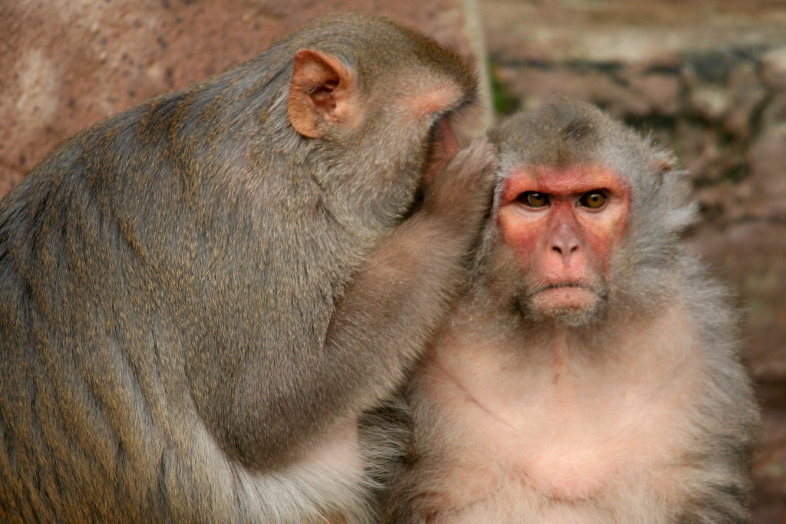 Dos monos rhesus al zoológico de Róterdam, en los Países Bajos | Jinterwas (Flickr)