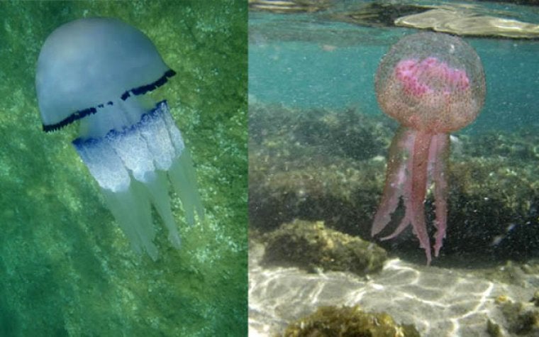 Dues de les espècies de medusa més comunes a les aigües catalanes | Departament de Territori i Sostenibilitat