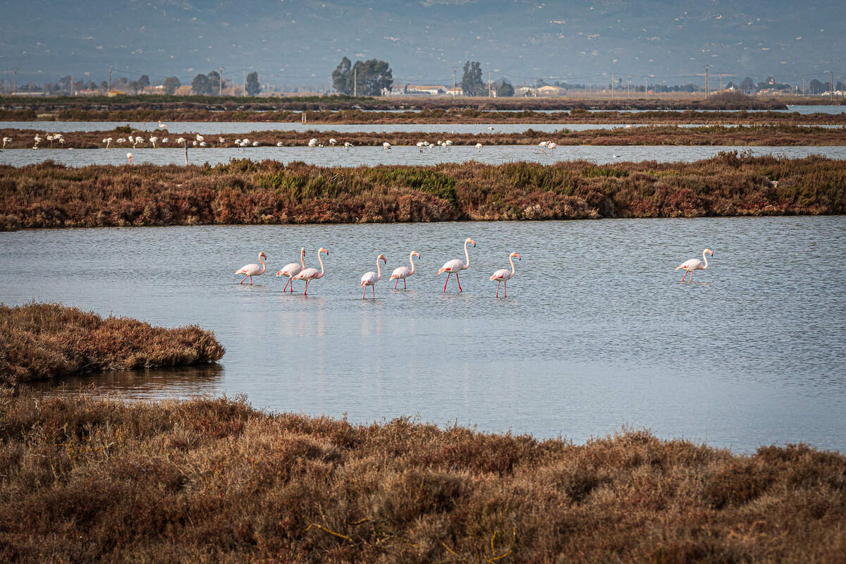 El Delta de l’Ebre és un espai d’una gran riquesa en biodiversitat, on s’apleguen centenars d’espècies, algunes reintroduïdes amb el temps com els flamencs | Jordi Borràs