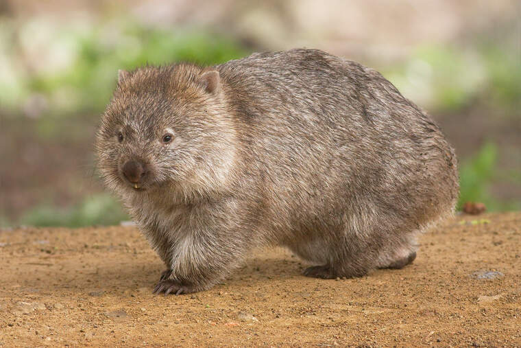 El wombat és un marsupial australià | Wikipedia