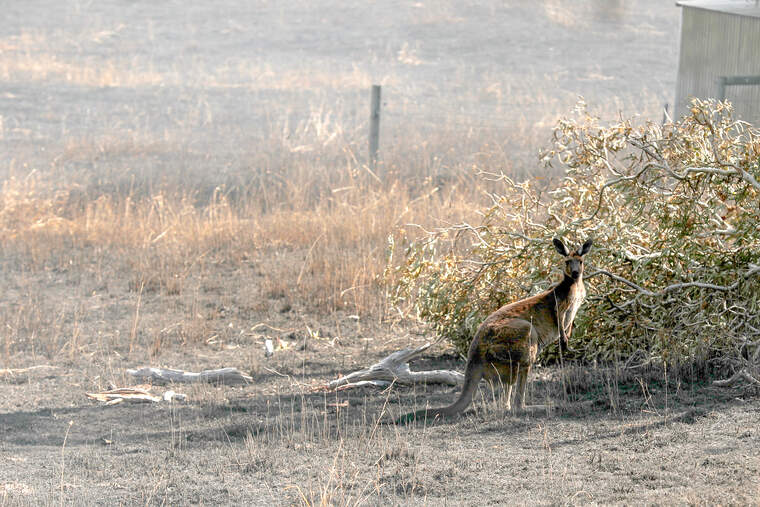 Els cangurs comencen a ser un problema per biodiversitat australina | Europa Press