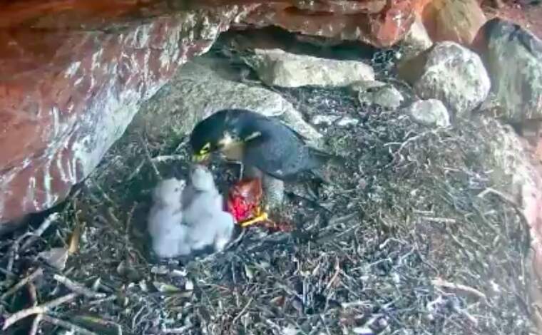 Polls de falcó pelegrí al Parc Natural de Sant Llorenç | XPN