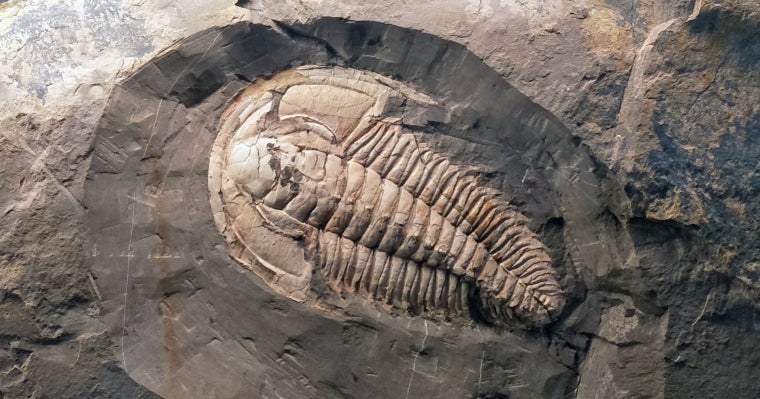 Ejemplar de trilobit gigante encontrado en la isla Canguro | James Holmes