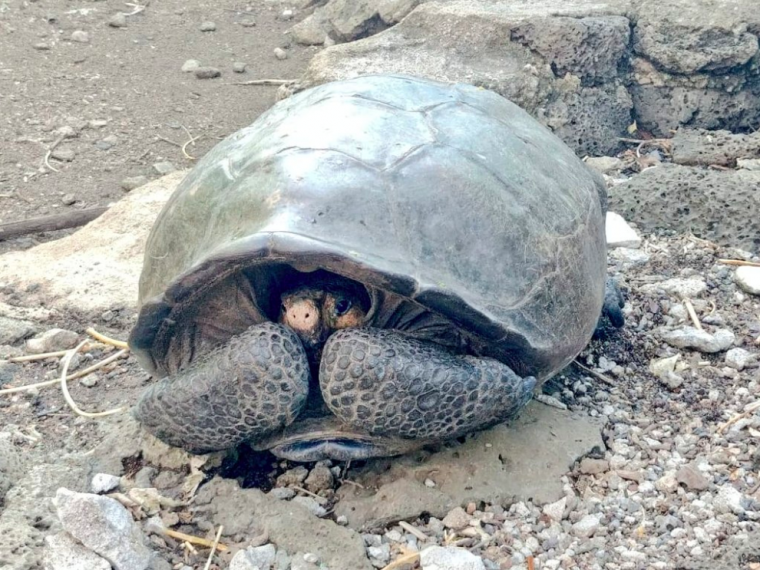 L'exemplar de tortuga gegant que ha estat trobat a les Galàpagos | Marcelo Mata (Twitter)