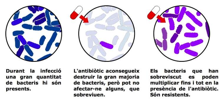 Mecanisme del desenvolupament de la resistència als antibiòtics | Toni Escales