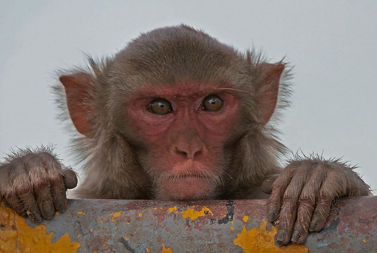 Mico rhesus | J.M. Garg
