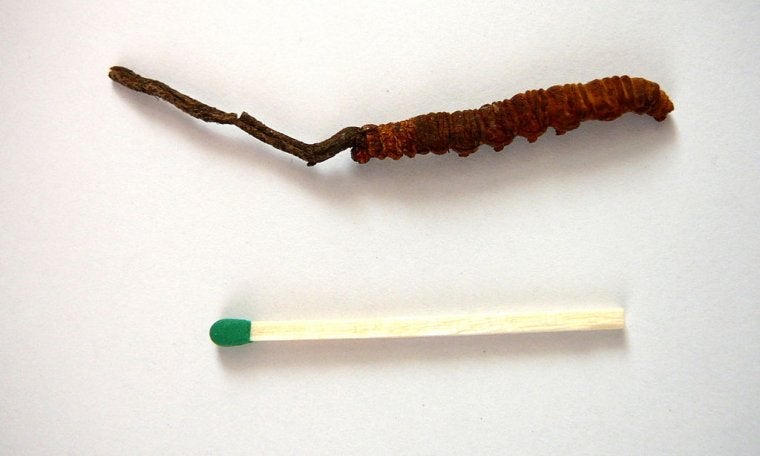 Ophiocordyceps sinensis (esquerra) que creix fora del cap d'una oruga morta | VIQUIPÈDIA
