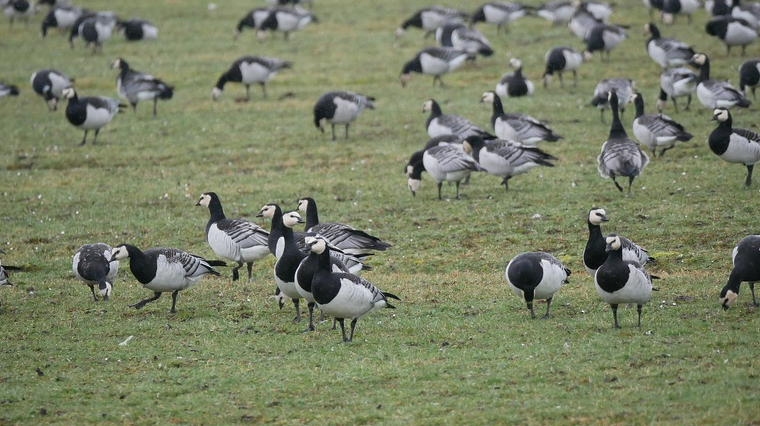 Oques galtablanques en una de les seves zones de migració | Pixabay