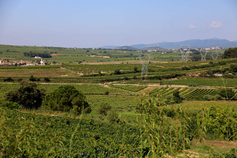 Paisatge de vinyes a l'Alt Penedès | ACN