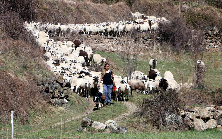 Pastora amb el seu ramat d'ovelles a la Vall d'Àssua | ACN