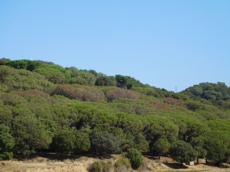 Pineda de pi blanc amb clapes de d’arbres morts per culpa la sequera, al Maresme  | Autora: Mireia Banqué