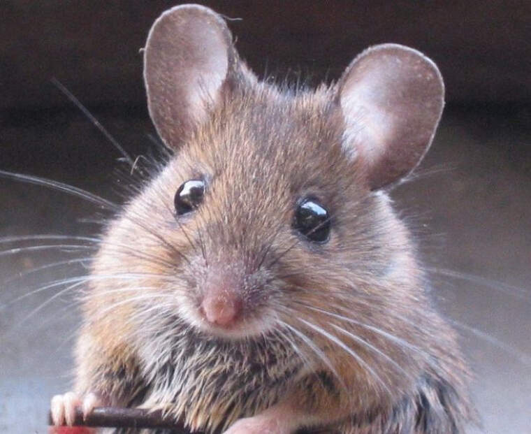 Ratolí | RASBAK