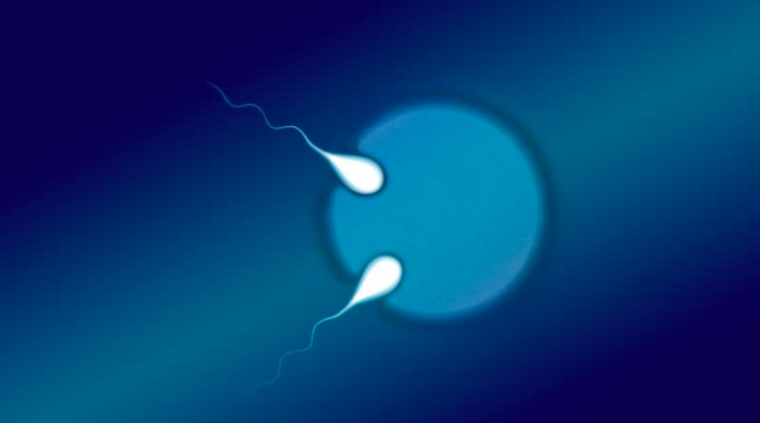 Representació de dos espermatozous fecundant un òvul | Universitat Tecnològica de Queensland