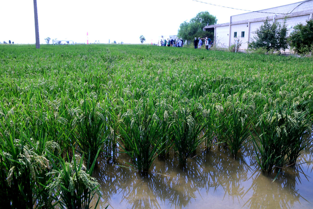 Un dels camps d'arròs de l'estació de l'Ebre de l'IRTA | ACN