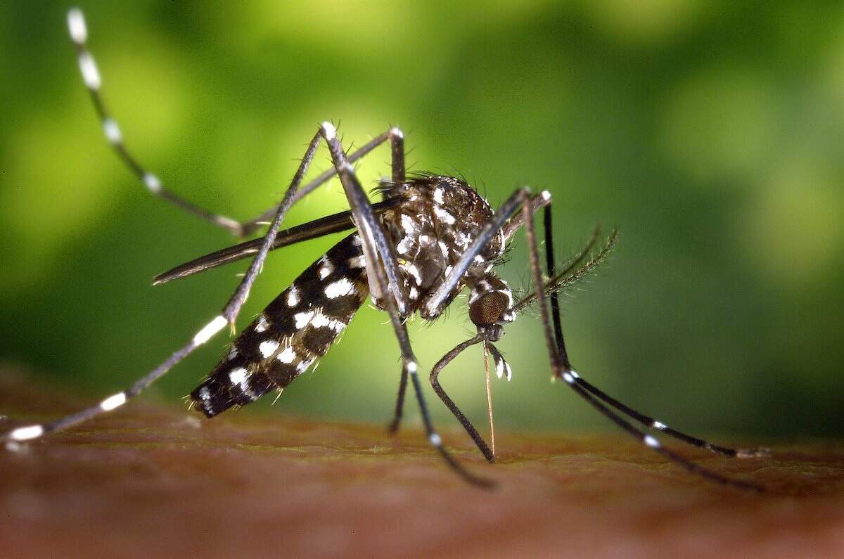 Un exemplar de mosquit tigre | Europa Press