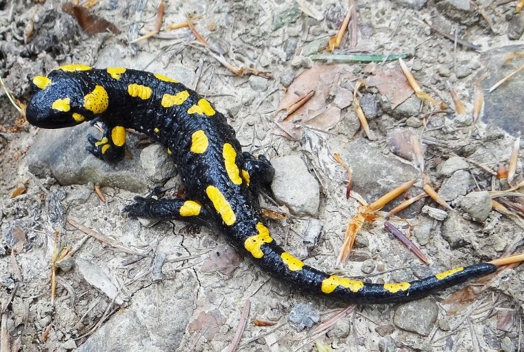 Un exemplar de salamandra comuna | Jerzy Opiola (CC)