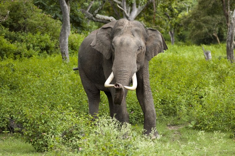 Un exemplar mascle d'elefant asiàtic | Yathin S. Krishnappa (CC)
