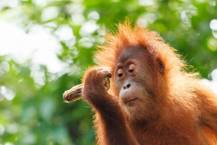 Una cria d'orangutan de Borneo | Pixabay