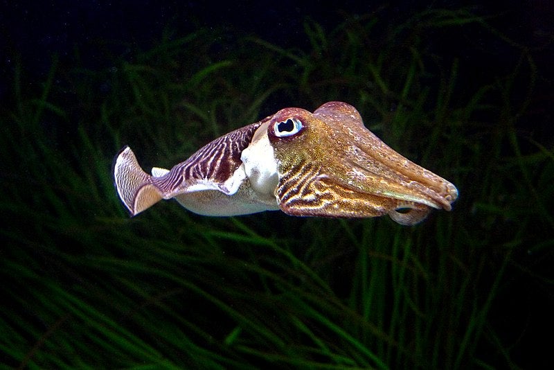 Sípia | Wikimedia Commons