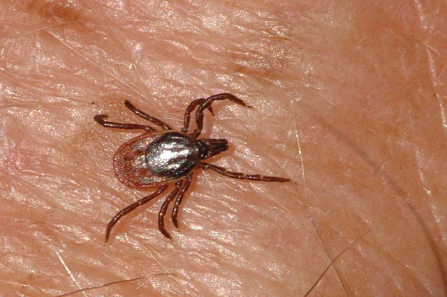 Una paparra Ixodes ricinus a la pell d'un humà | W.C.