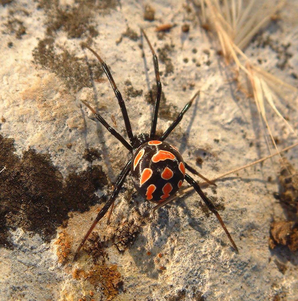 Femella de vídua negra europea | W.C.