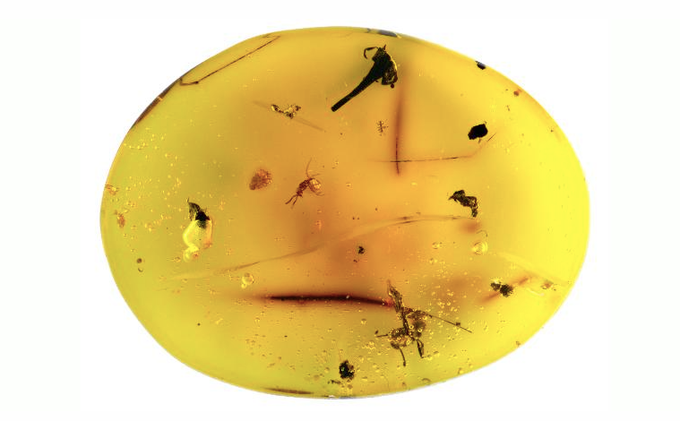 La peça d'ambre on s'ha trobat el tardígrad fòssil | Universitat de Harvard