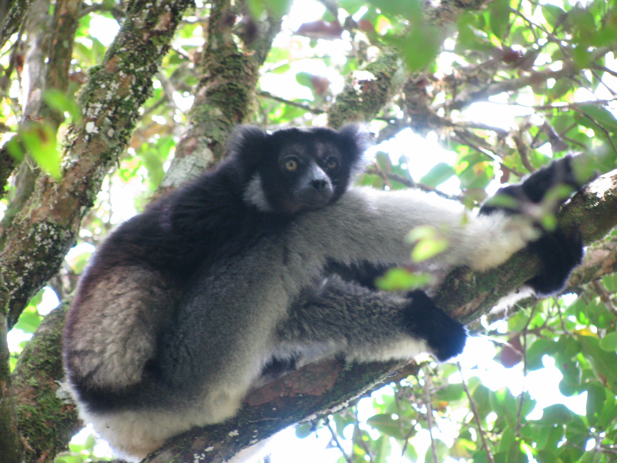 Un indri | Wikimedia Commons