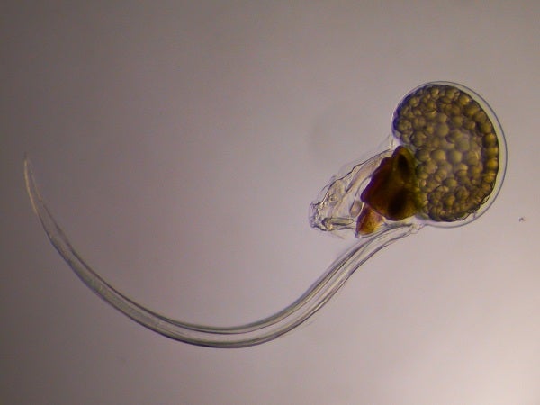 Un exemplar d'Oikopleura dioica | UB