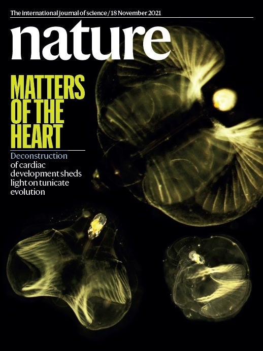 La portada de 'Nature' que destaca la investigació de la UB