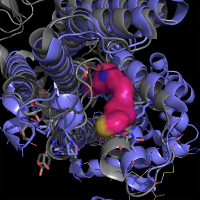 La molècula en el receptor corresponent | Texas BioMed