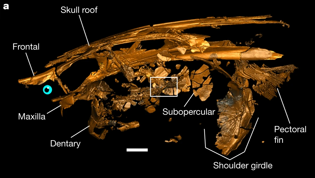 Restes del crani d'un peix mort durant l'impacte del meteorit, fa 66 milions d'anys | Universitat d'Uppsala