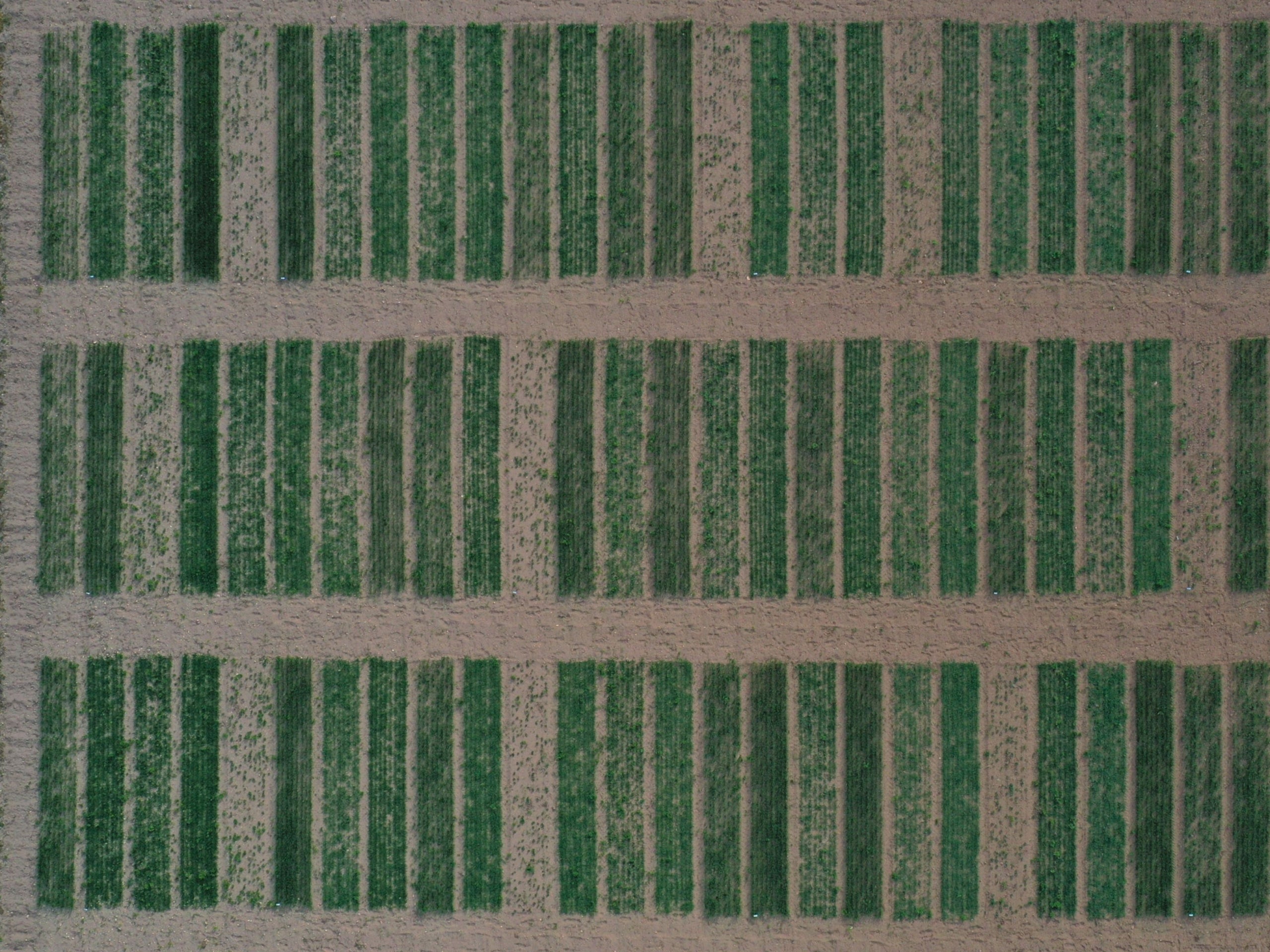 Fotografia aèria dels camps experimentals de l'IRTA a Sucs, Lleida; es tracta d'una associació de triticale i fava