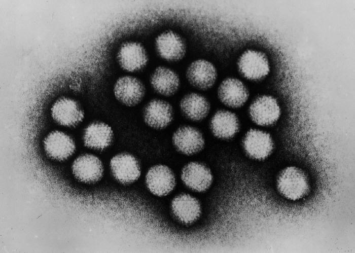 Els adenovirus són un dels dos patògens implicats en aquests casos tan rars d'hepatitis | Wikimedia Commons