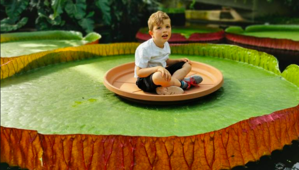 El fill d'un dels investigadors assegut damunt del nenúfar gegant acabat de descobrir | Royal Botanical Gardens