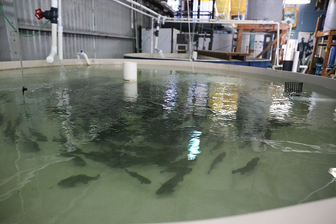 La totoaba es una especie en peligro reconocida desde hace décadas | Agencia Informativa Conacyt / Wikimedia Commons (CC BY 4.0)