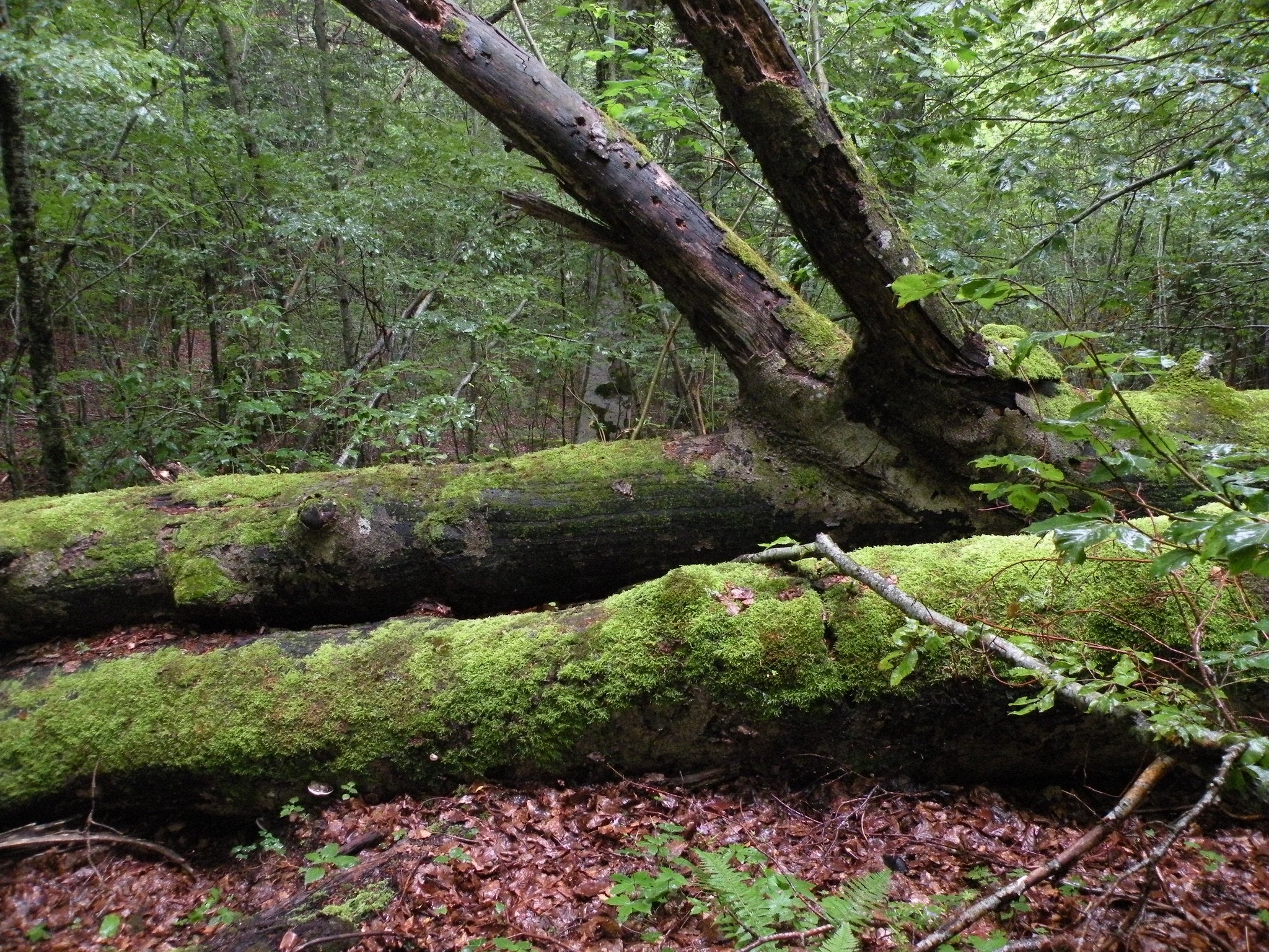 La fusta morta té un paper importantíssim als ecosistemes forestals | CREAF Ecologia