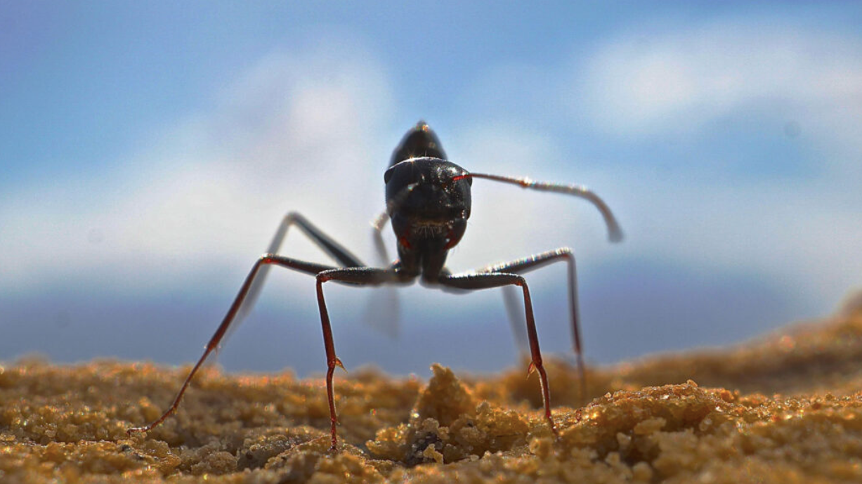 Les formigues del desert viuen en entorns molt durs i estan encara més adaptades que no ens pensàvem a les seves condicions | Markus Knaden