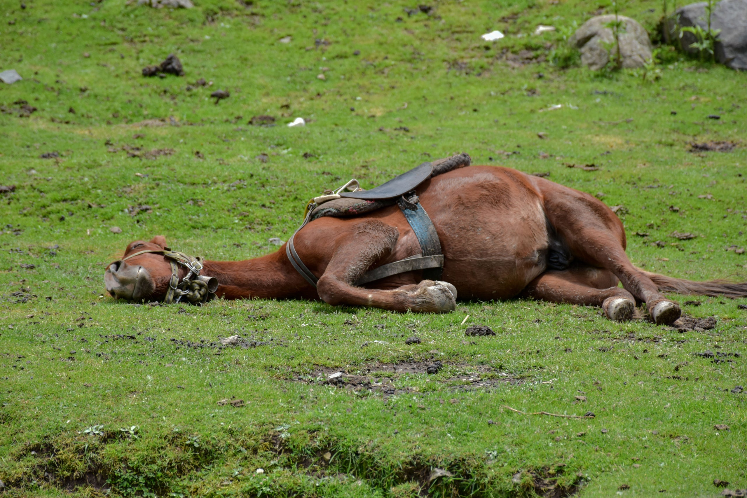 La calor està posant una gran pressió sobre les persones que viuen a l'Àsia però també sobre les seves collites i els seus animals | Europa Press
