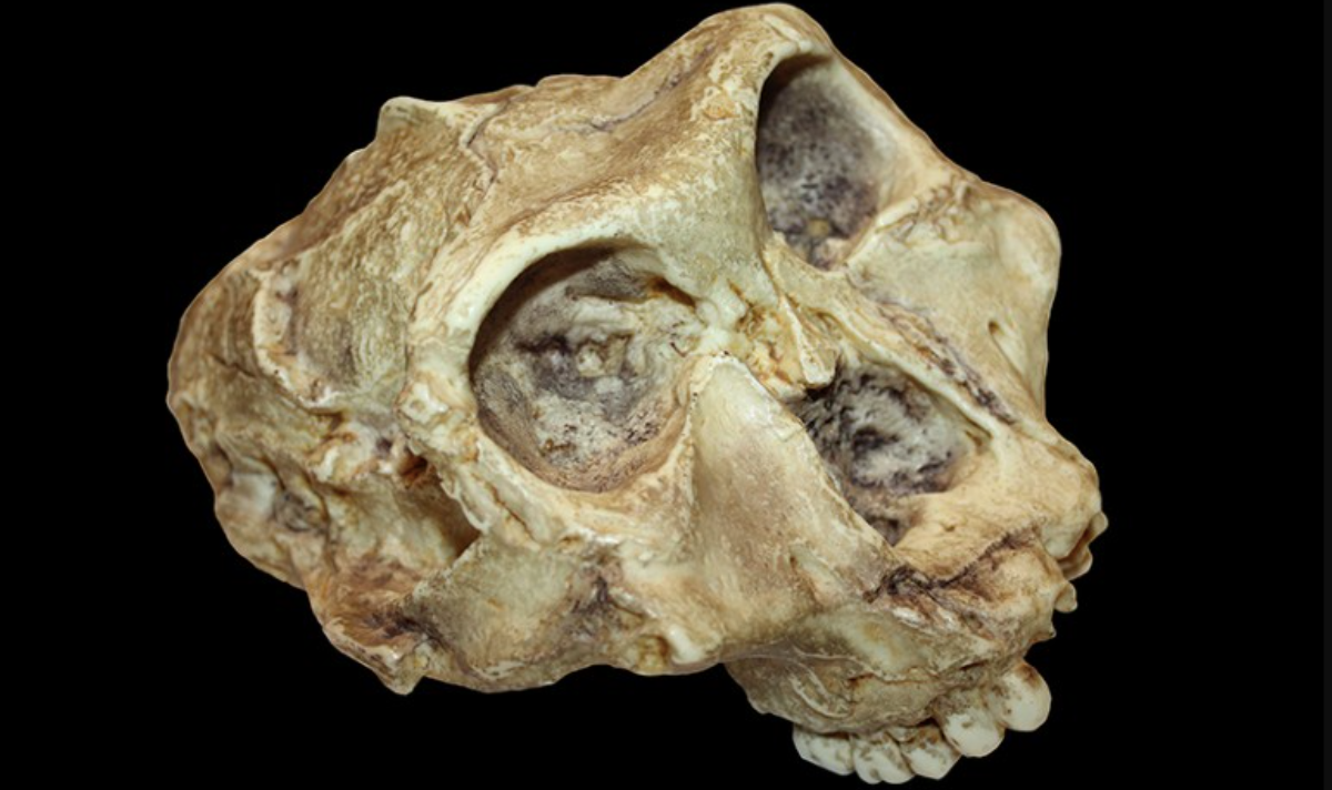 La informació s'ha recuperat d'unes restes de 'Paranthropus' semblants a aquestes