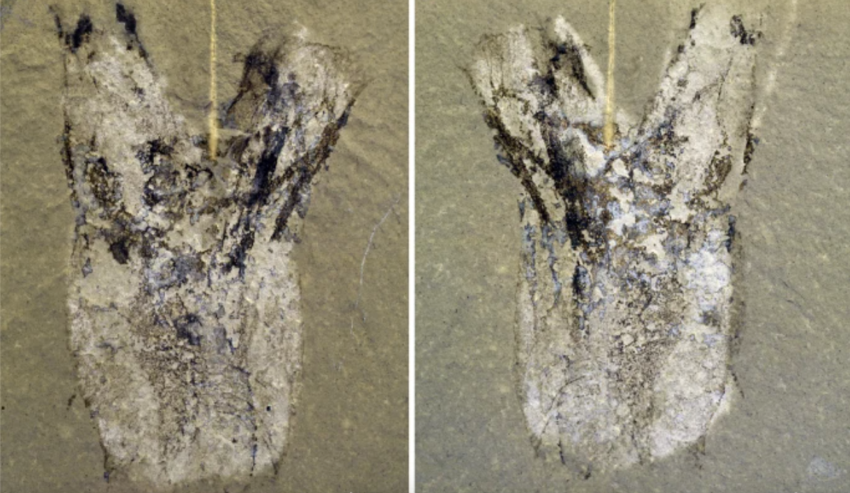 Aquest organisme de fa 500 milions d'anys ha resolt una pregunta important sobre l'evolució dels vertebrats | Nature