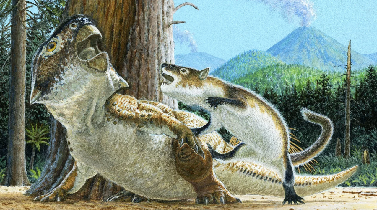 Al període Cretaci sembla que hi havia mamífers que s'atrevien a intentar caçar dinosaures | Michael W. Skrepnick