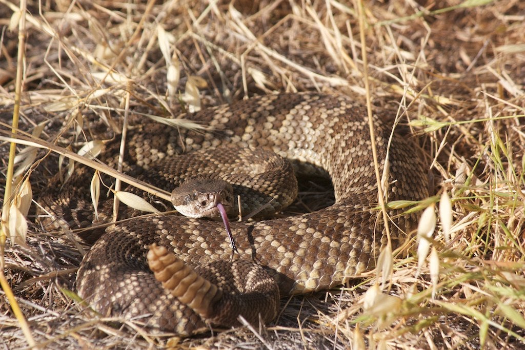 El contacto social reduce el estrés de las serpientes de cascabell y probablemente de otros muchos reptiles | Laura Camp / Wikimedia Commons (CC BY-SA 2.0)