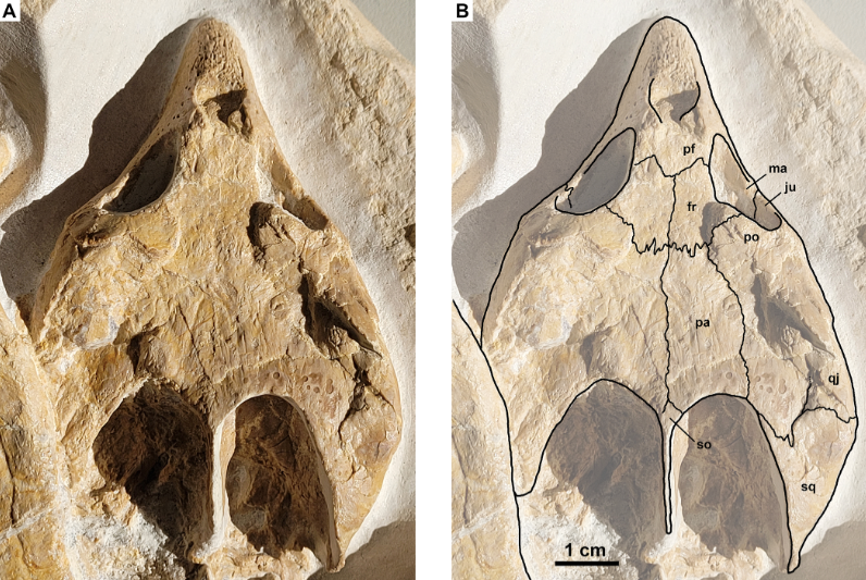 Aquest cap enorme és una de les característiques principals d'aquest animal | Universitat de Tübingen