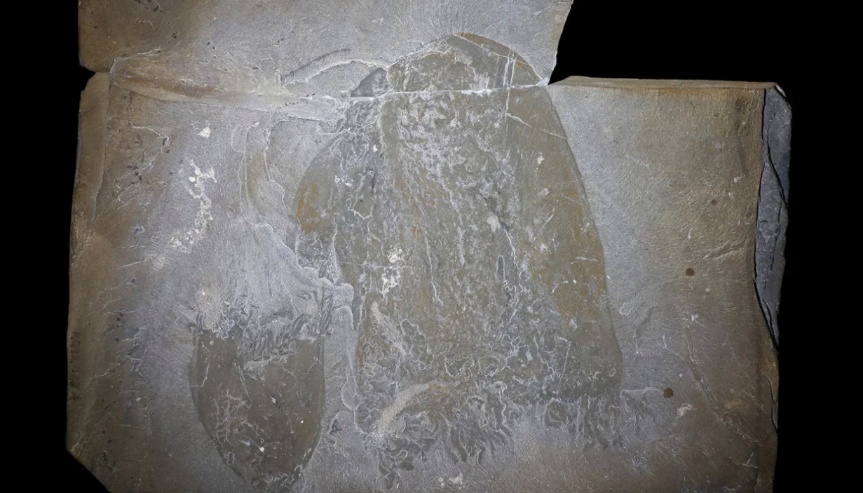 Els investigadors han analitzat gairebé 200 fòssils molt ben consevats d'aquestes meduses ancestrals | Royal Ontario Museum